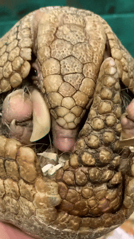 Hide Armadillo GIF by Valley Zoo Development Society