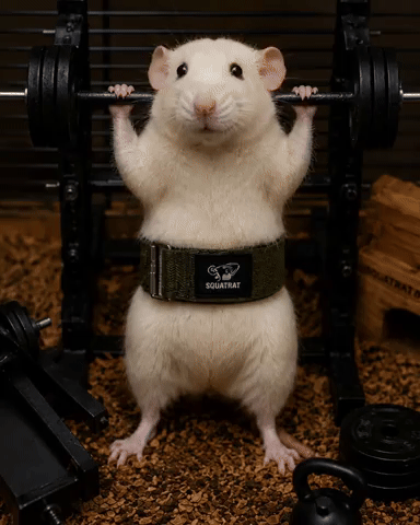 SQUATRAT GIF
