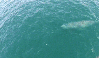 rainbow whale GIF