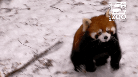 Redpandacubs Gifs Get The Best Gif On Giphy