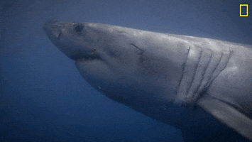 Nat Geo Attack GIF by National Geographic Channel