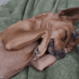 Melzinha GIF
