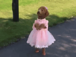 Video gif. Dog walks along a path on hind legs, dressed like a little girl in a fluffy pink dress, bow, and shoes.