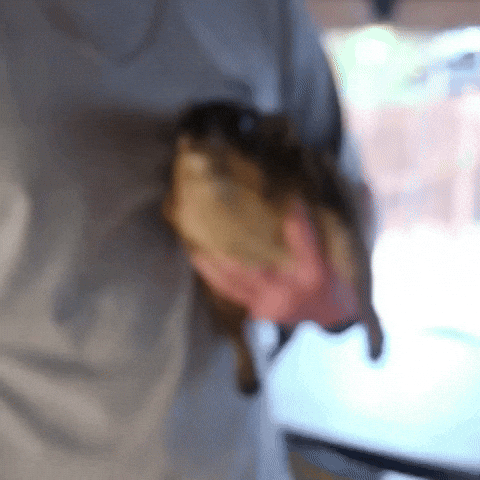 Wildlife Holding GIF