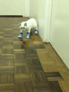Cat Shoes GIFs - Get the best GIPHY