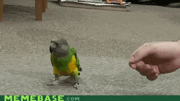 playing play dead GIF by Cheezburger