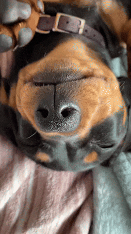 Dog GIF