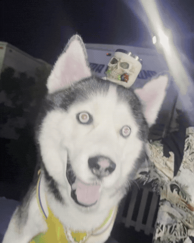 Kodak Black Rapper GIF by SWAGGY WOLFDOG