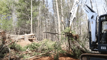 Tree Heavy Equipment GIF by JC Property Professionals
