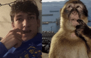 Monkey Finger GIF