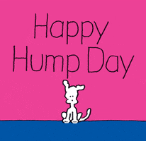 happy hump day dog
