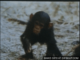 Bubbles The Chimp GIFs - Find & Share on GIPHY