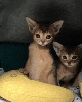 adorable kittens GIF