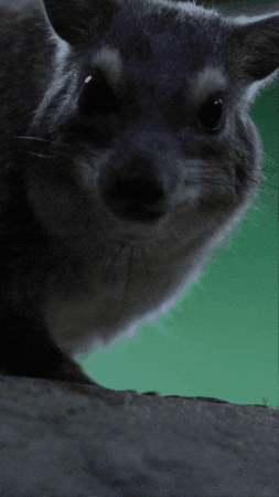 Salad Eating GIF by Valley Zoo Development Society