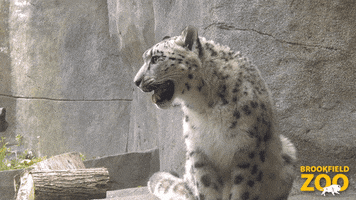 Tired Leopard GIF by Brookfield Zoo