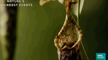 Pitcher Plant Bat GIF by BBC Earth - Find & Share on GIPHY