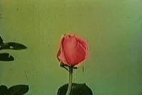 flowers GIF
