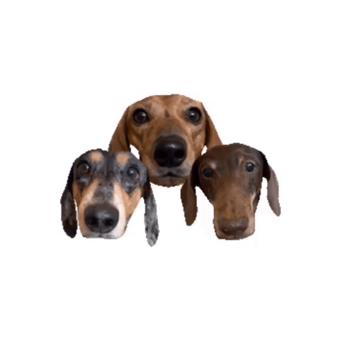 beangoods #dachshund #wienerdog #doxie #doggo GIF