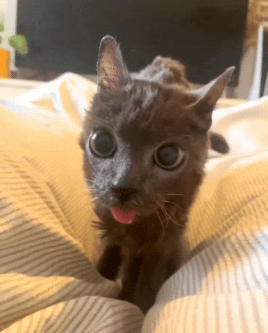 Cat Kitty GIF