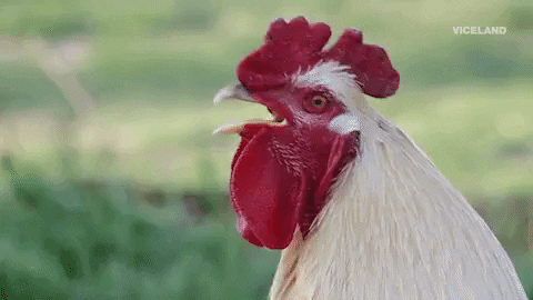 rooster meme gif