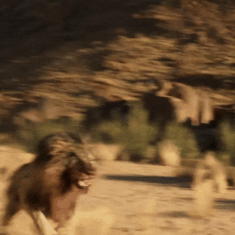 mountain lion running gif