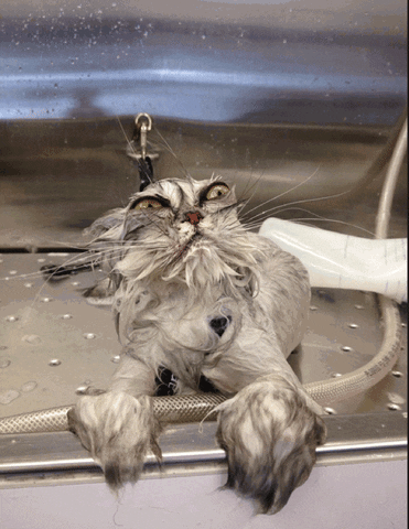 Cats Of Twitch Gifs Get The Best Gif, Cat In A Bathtub Gif