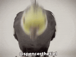 Instagram Bird GIF