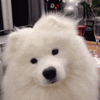200w.gif