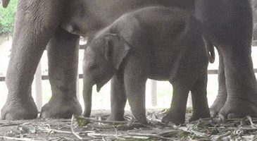 Baby Elephant animated GIF