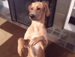 Funny Gif GIF