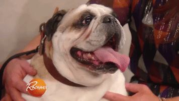 dog puppy GIF by Rachael Ray Show