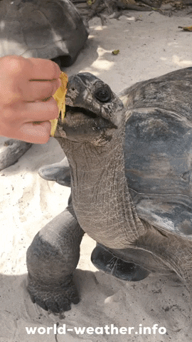 Turtle Eating GIF by world-weather.ru