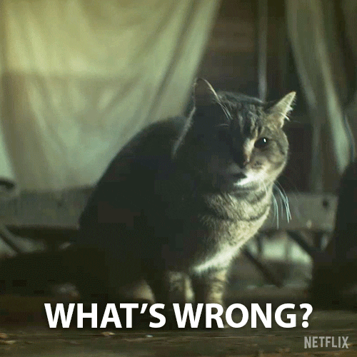 Whats Wrong Cats GIF by NETFLIX