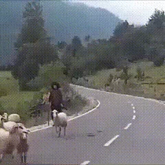 animals being jerks sheep GIF