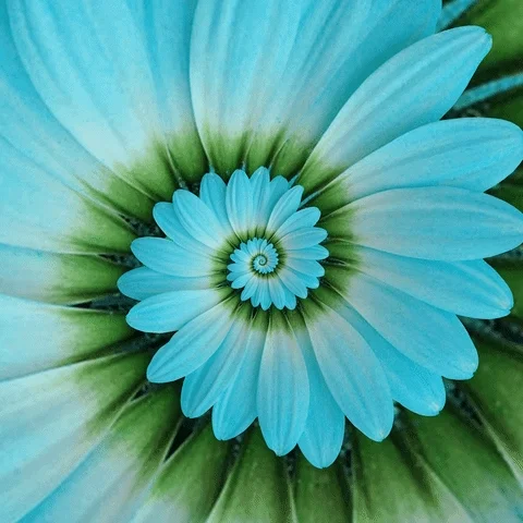 blooming love nature GIF by Feliks Tomasz Konczakowski