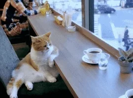 coffee shop cat GIF