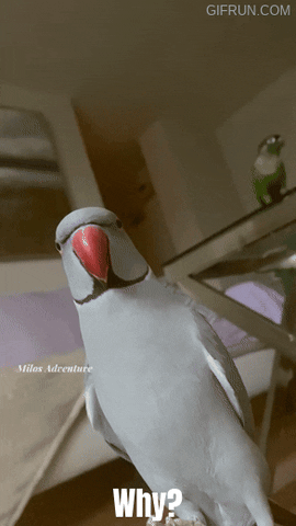 Youtube GIF