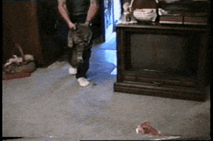 afv GIF by America's Funniest Home Videos
