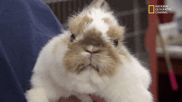 Nat Geo Wild Bunny GIF by Dr. K's Exotic Animal ER