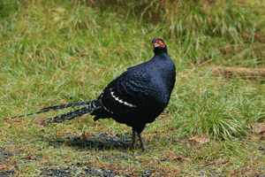 franklin ruffle mikado pheasant GIF