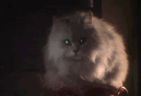 Featured image of post Cat Laser Eyes Gif By cat gifs 3 days ago3 days ago
