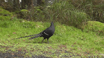 franklin mikado pheasant 1/5 speed slow motion GIF