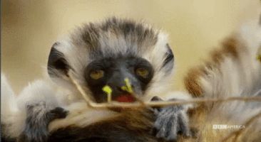 cheller  GIF