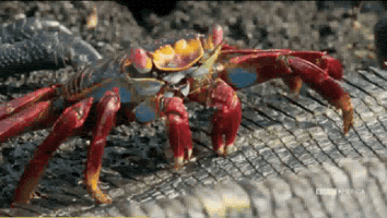 cheller  GIF
