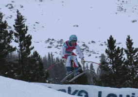 talbotbohemiacardinal  GIF