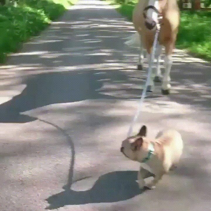 dog aww GIF by JustViral.Net