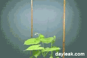 ruudcaris  GIF