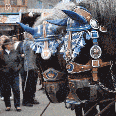 Horse Camera GIF by Bayerischer Rundfunk