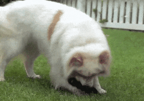 live action dog GIF by South Park 