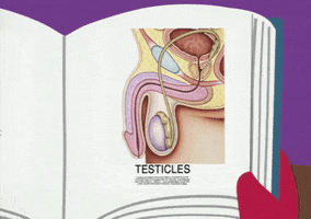 table testicles GIF by South Park 